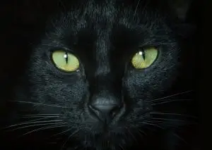 Close-up of a black cat with green eyes and visible whiskers