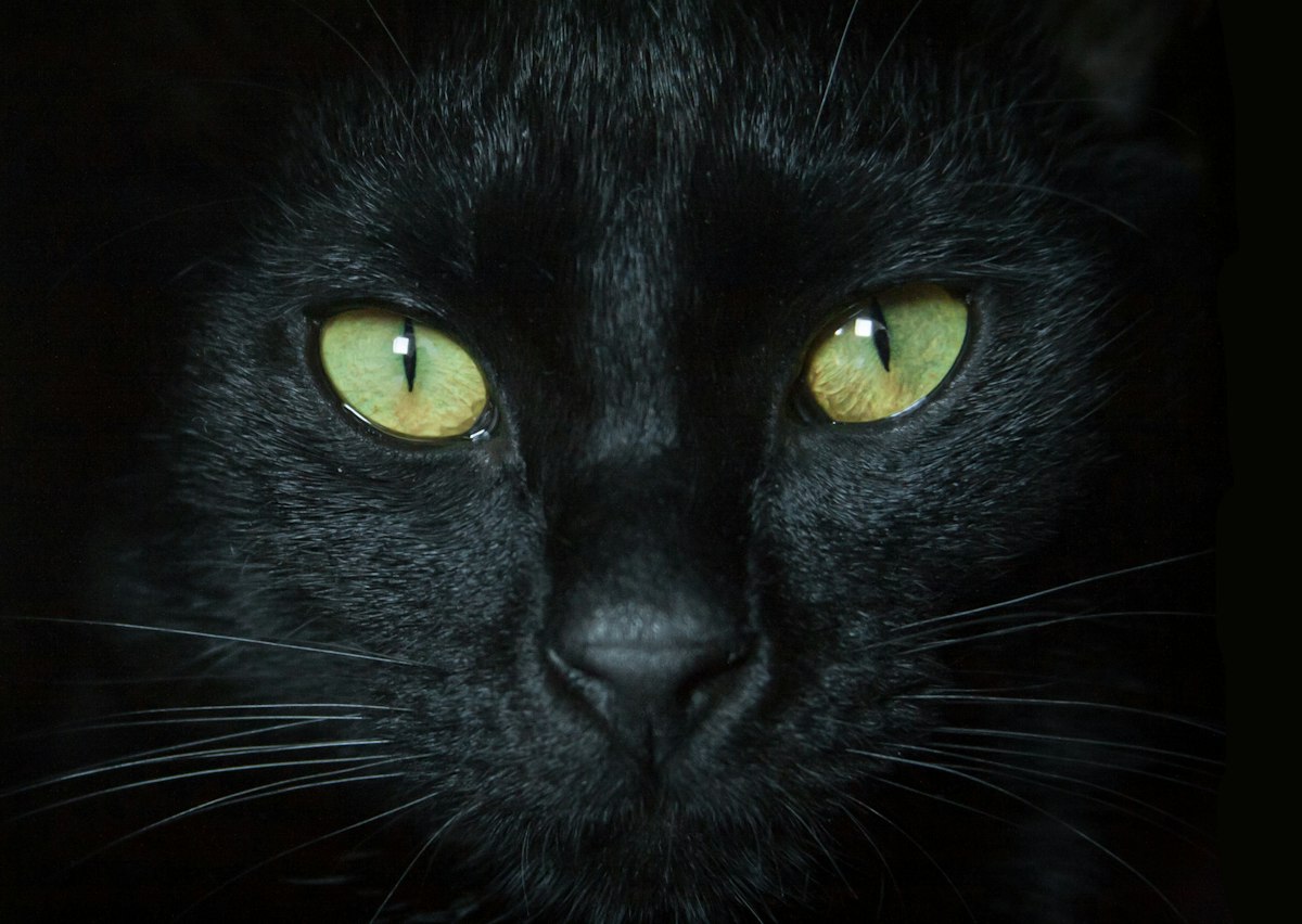 Black Cat Cross Stitch Patterns: Fabric Contrast and Neat Details Modern Cross Stitch Patterns & PDF Charts | XStitchPattern Close-up of a black cat with green eyes and visible whiskers