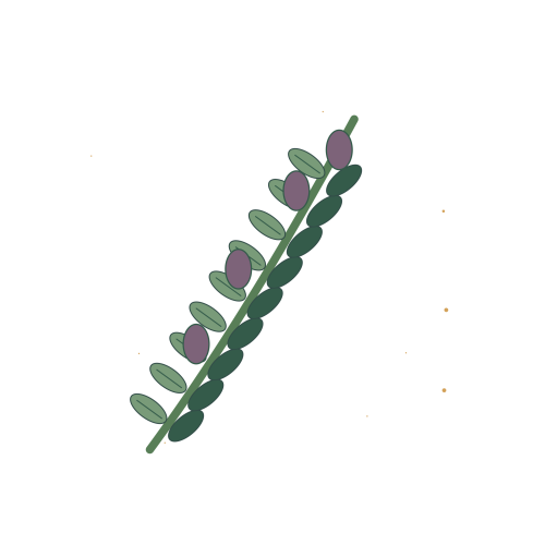 Original Botanical Olive Branch illustration for upcoming cross stitch PDF pattern; design artwork not a stitched sample