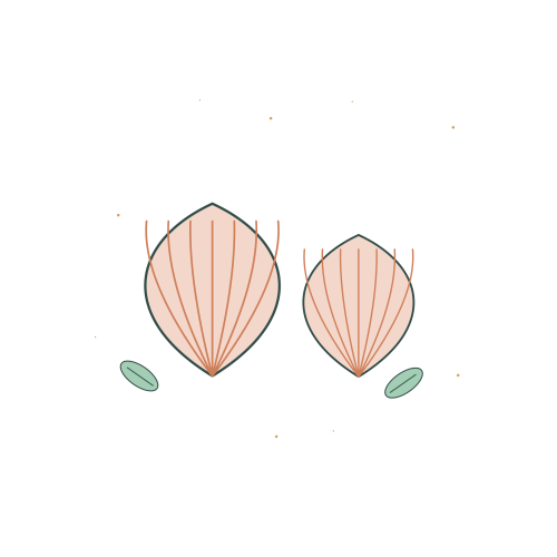 Original Mediterranean Seashell Duo illustration for upcoming cross stitch PDF pattern; design artwork not a stitched sample