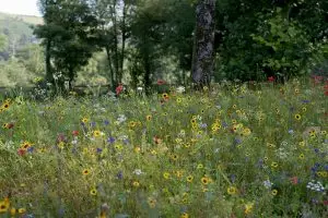 Colorful meadow flowers growing beside a stand of trees