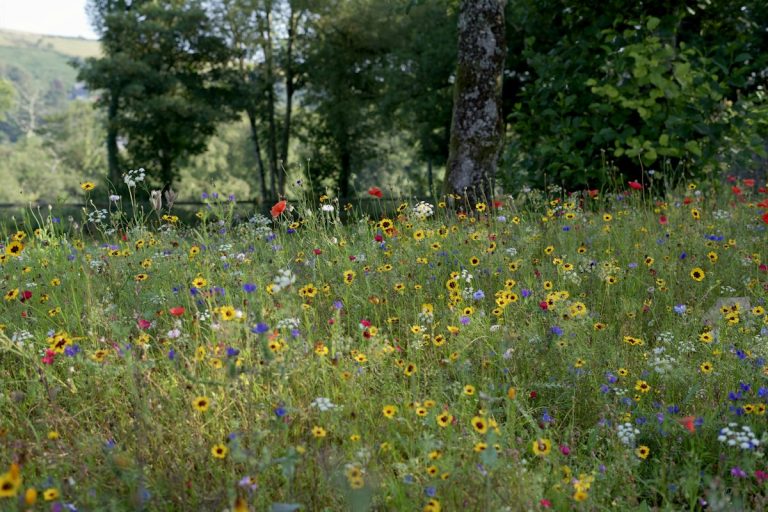 Colorful meadow flowers growing beside a stand of trees