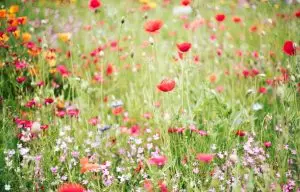 Red poppies and small pink wildflowers growing among meadow grasses