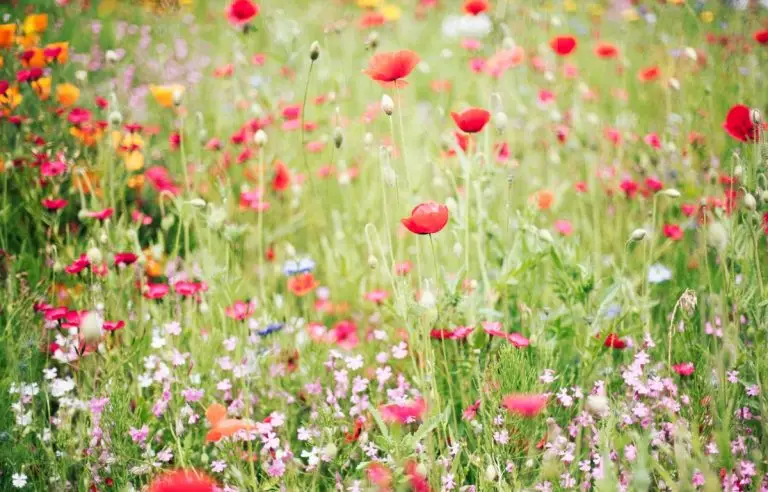 Red poppies and small pink wildflowers growing among meadow grasses