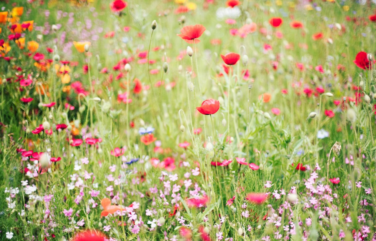 Red poppies and small pink wildflowers growing among meadow grasses